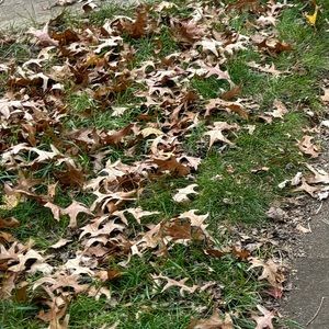 Meet your Posher, Kat